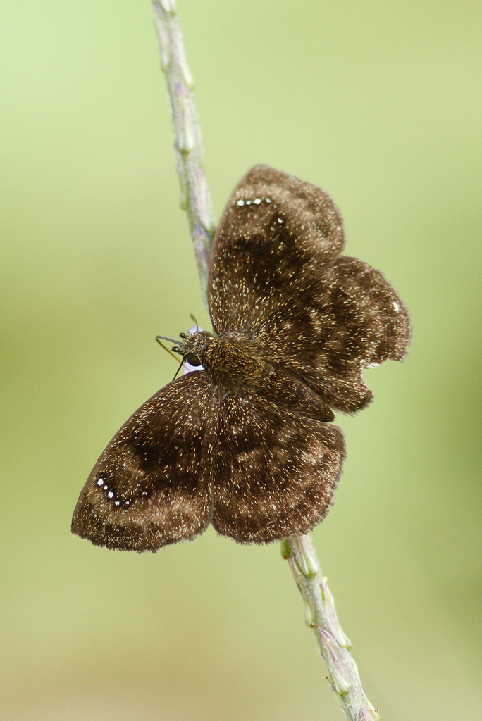 Atahuallpai Sootywing