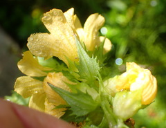 Alectra sessiliflora sessiliflora