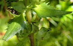 Alectra sessiliflora sessiliflora