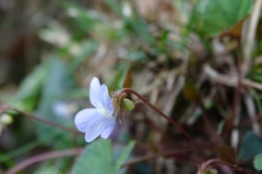 Viola shinchikuensis