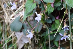 Viola shinchikuensis