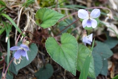 Viola shinchikuensis