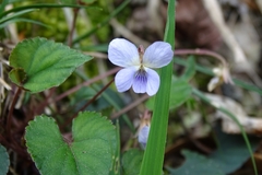 Viola shinchikuensis