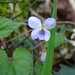 Viola shinchikuensis - Photo (c) breeze-lin, some rights reserved (CC BY-NC), uploaded by breeze-lin