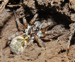 Notocosa bellicosa