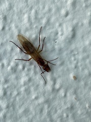 Camponotus zonatus