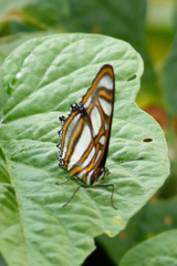 Metamorpha elissa