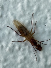 Camponotus zonatus
