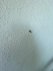 Camponotus zonatus