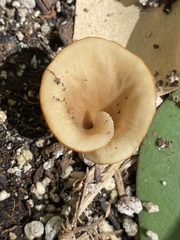 Fungi