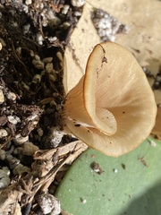 Fungi