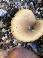 Fungi