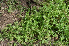 Stellaria ruderalis