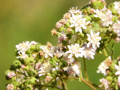 Moscharia pinnatifida