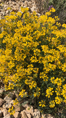 Genista hispanica