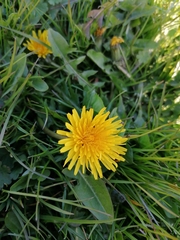 Taraxacum
