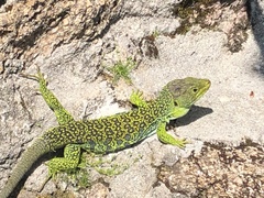 Timon lepidus ibericus