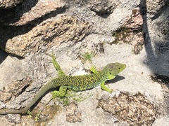 Timon lepidus ibericus