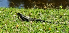 Iguana iguana