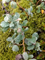 Salix lanata