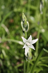 Ornithogalum boucheanum