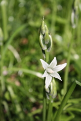 Ornithogalum boucheanum