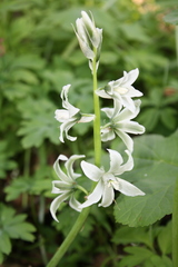 Ornithogalum boucheanum