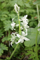 Ornithogalum boucheanum