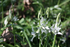 Ornithogalum boucheanum