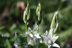 Ornithogalum boucheanum