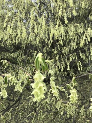 Corylopsis glabrescens
