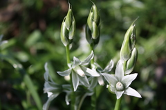 Ornithogalum boucheanum