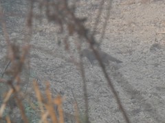Urva auropunctata