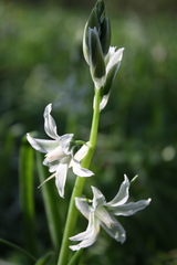Ornithogalum boucheanum