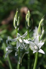 Ornithogalum boucheanum