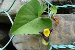 Aristolochia kaempferi