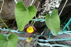 Aristolochia kaempferi