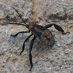 Petascelis remipes