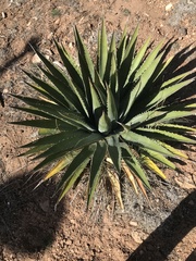Agave utahensis
