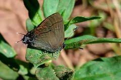 Calycopis bellera