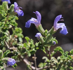 Salvia dentata
