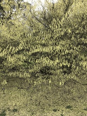 Corylopsis glabrescens