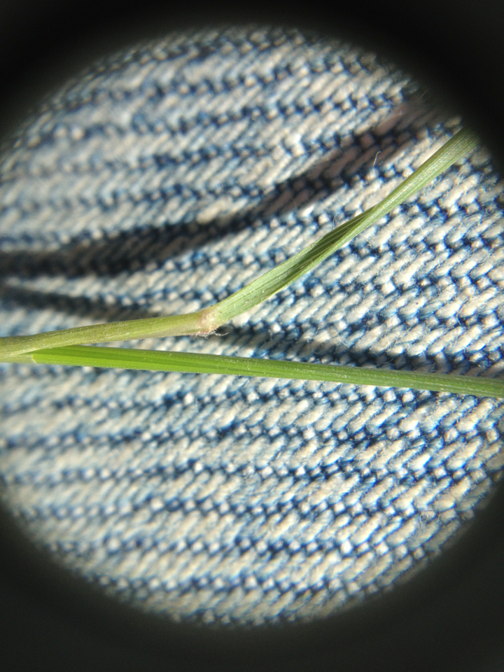 Image of Austrostipa bigeniculata by (c) Jon Sullivan, some rights reserved (CC BY)