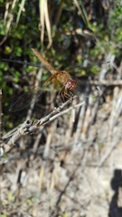 Dythemis maya
