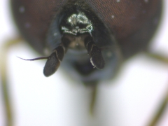 Melanostoma mellinum