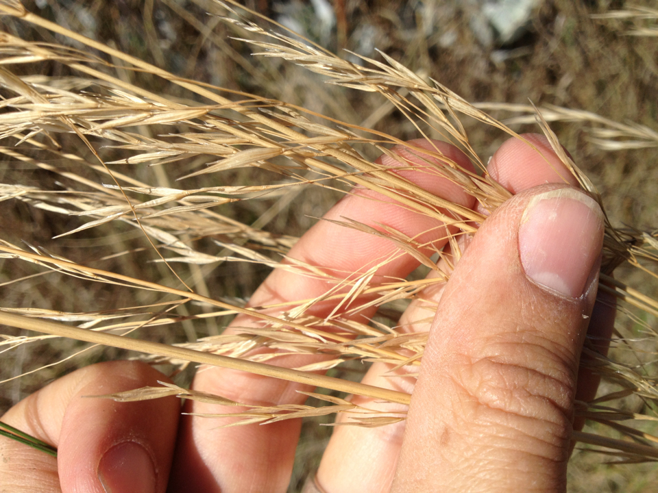 Image of Austrostipa bigeniculata by (c) Jon Sullivan, some rights reserved (CC BY)