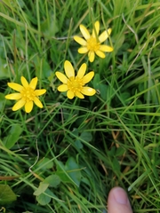 Ficaria verna