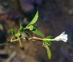 Ruellia patula