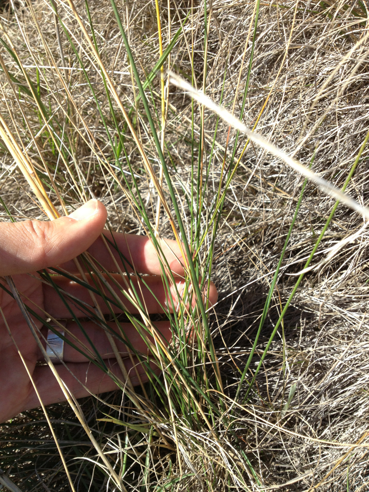 Image of Austrostipa bigeniculata by (c) Jon Sullivan, some rights reserved (CC BY)