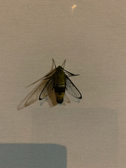 Cephonodes hylas hylas